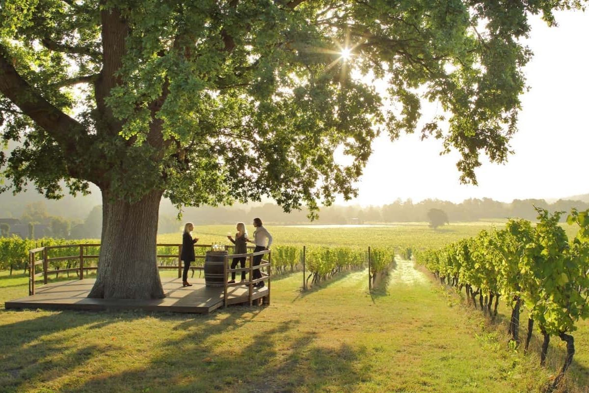 Denbies Vineyard, Surrey 